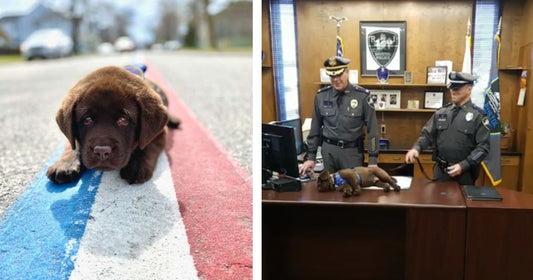 Newest K9 On The Force Can’T Keep His Eyes Open During His Swearing In Ceremony