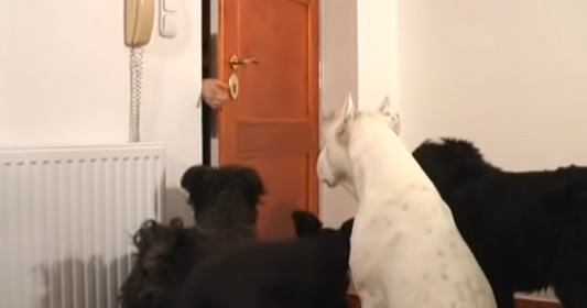 Mom Closes Door And Leaves Dogs Home With Christmas Decorations