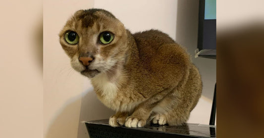 Stray Cat Who Lost Ears Looks For His Perfect Forever Home