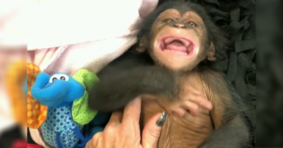 Adorable Video Captures Baby Chimpanzee Laughing For The Very First Time