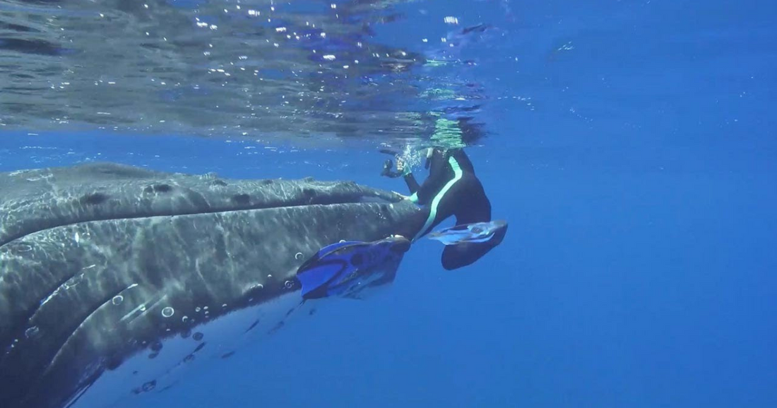 Humpback Whale Keeps Nudging Diver And Then She Realizes He Was Saving Her Life