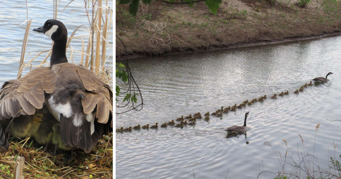 Mother Goose Gathers Up 47 Baby Geese - Takes Them Under Her Wing Like They'Re Her Own