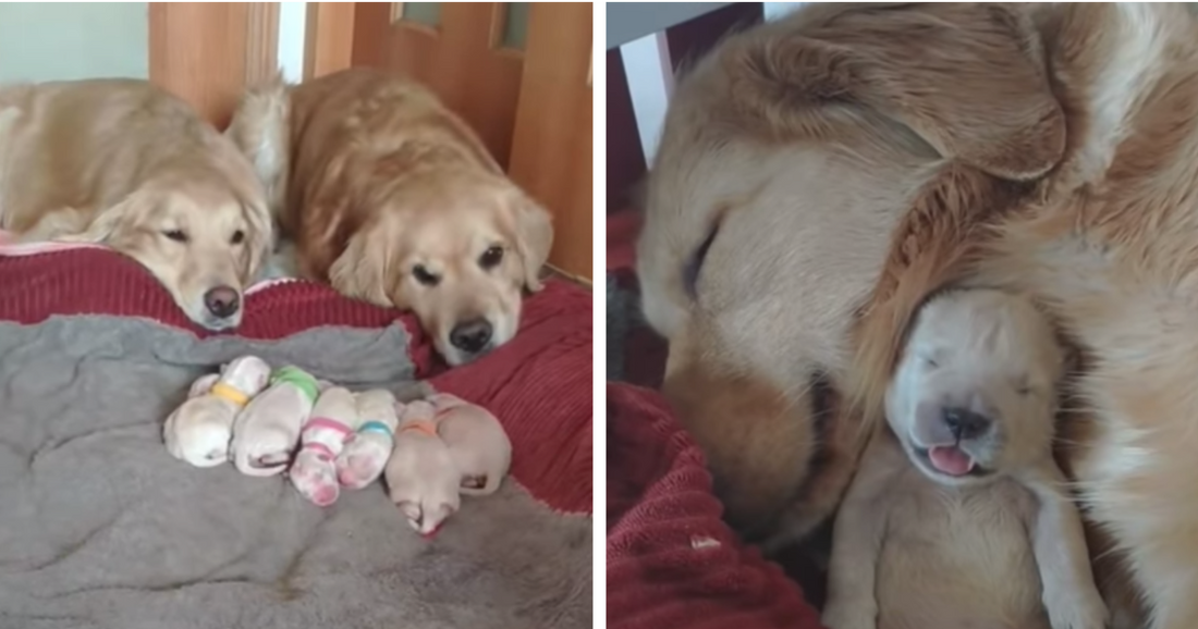 Golden Retriever Mom Just Gave Birth - Proudly Looks After Babies With Partner In Cutest Video