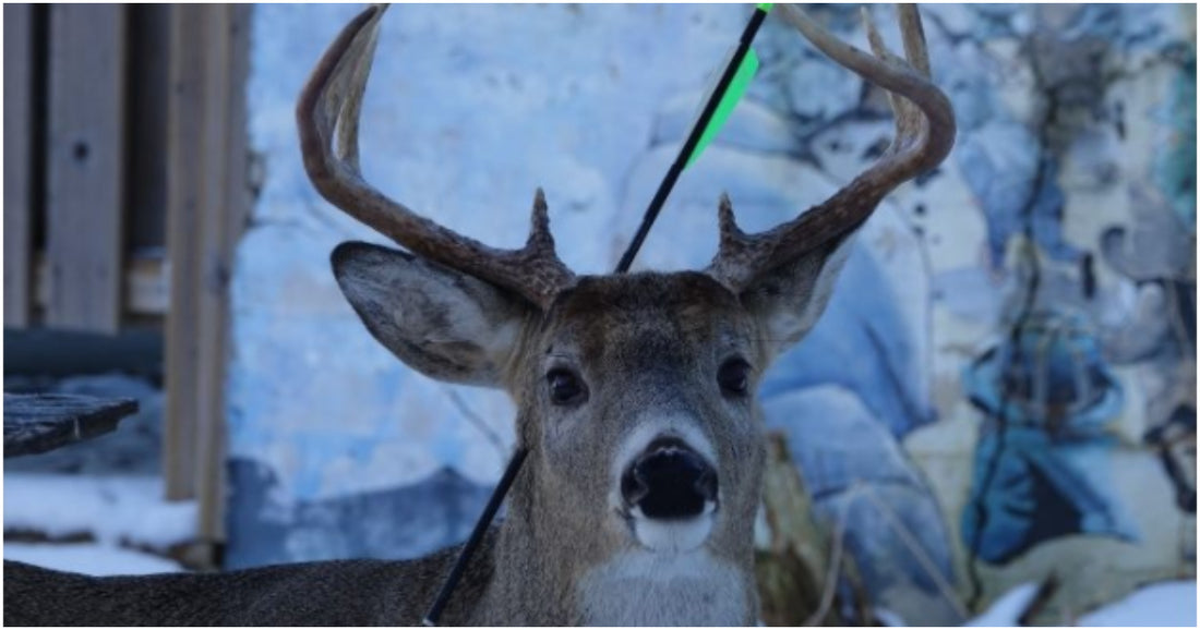 Famous Deer That Visits Same Town Every Christmas Shows Up With An Arrow Through His Head