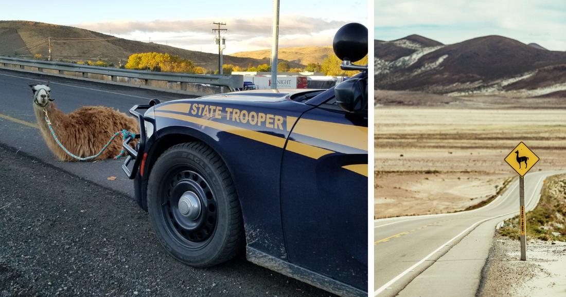 Mama Llama Drama Stops Oregon State Trooper On Highway And Hilarity Ensues
