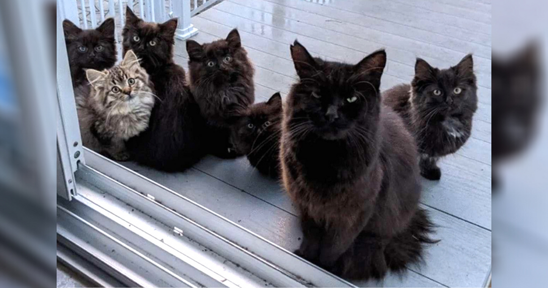 Stray Mama Cat Surprises Woman Who Helped Her By Bringing All Of Her Babies Along With Her