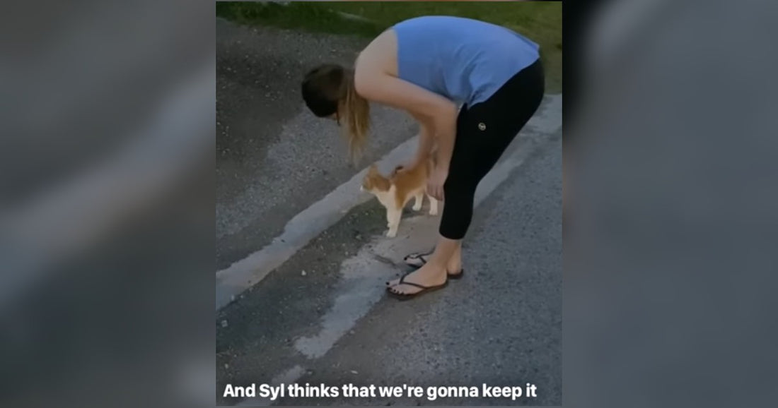 Boyfriend Tells Girlfriend If Cat Follows Them All The Way Home, They Can Keep It