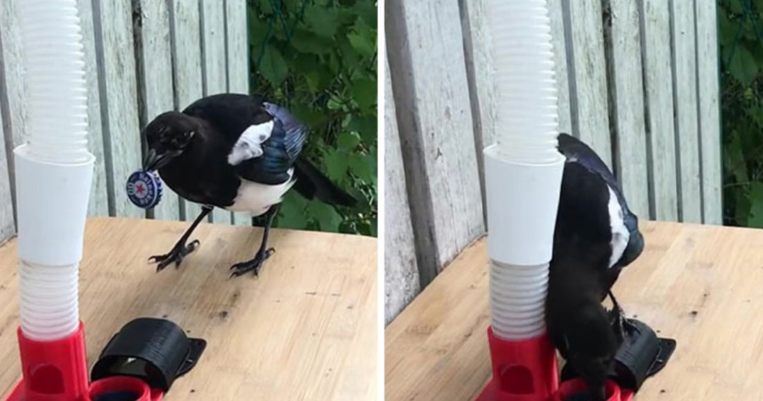 Man Builds Special Bird Feeder That Takes Bottle Caps For Food And The Magpies Are Digging It