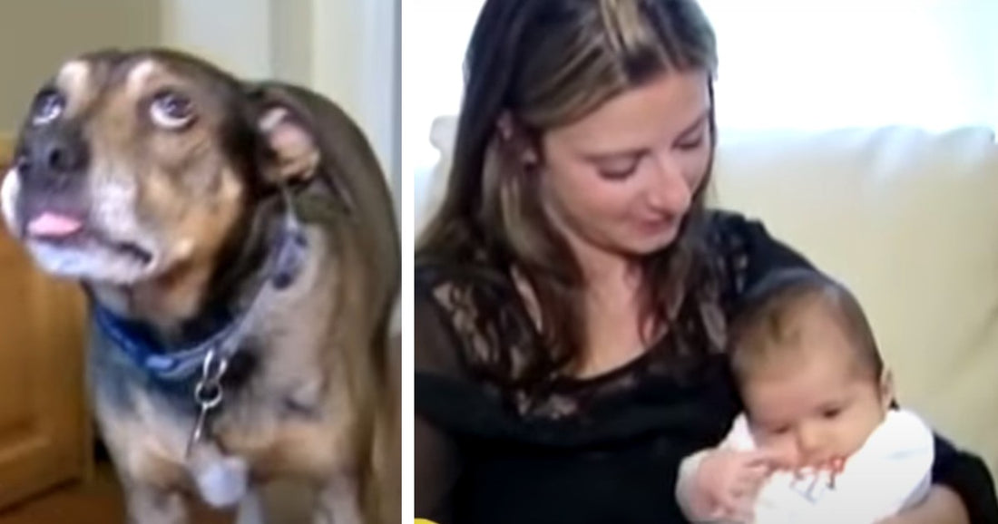 Panicking Dog Wakes Up Mom And Drags Her Over To Baby’S Crib