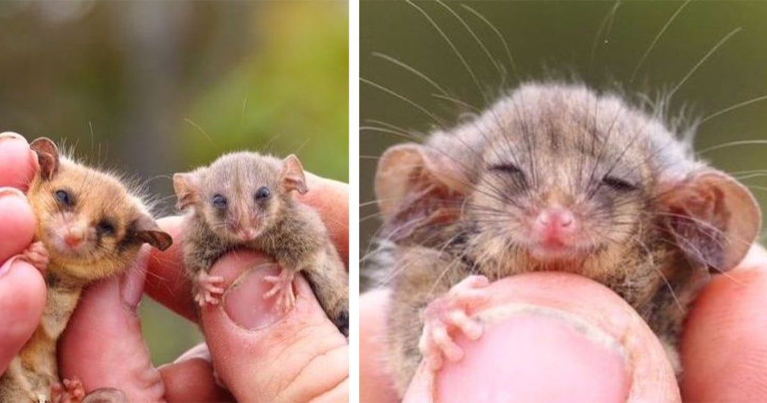 People Rejoice Over Rediscovery Of Rare Pygmy Possums They Feared Were Wiped Out By Bushfires