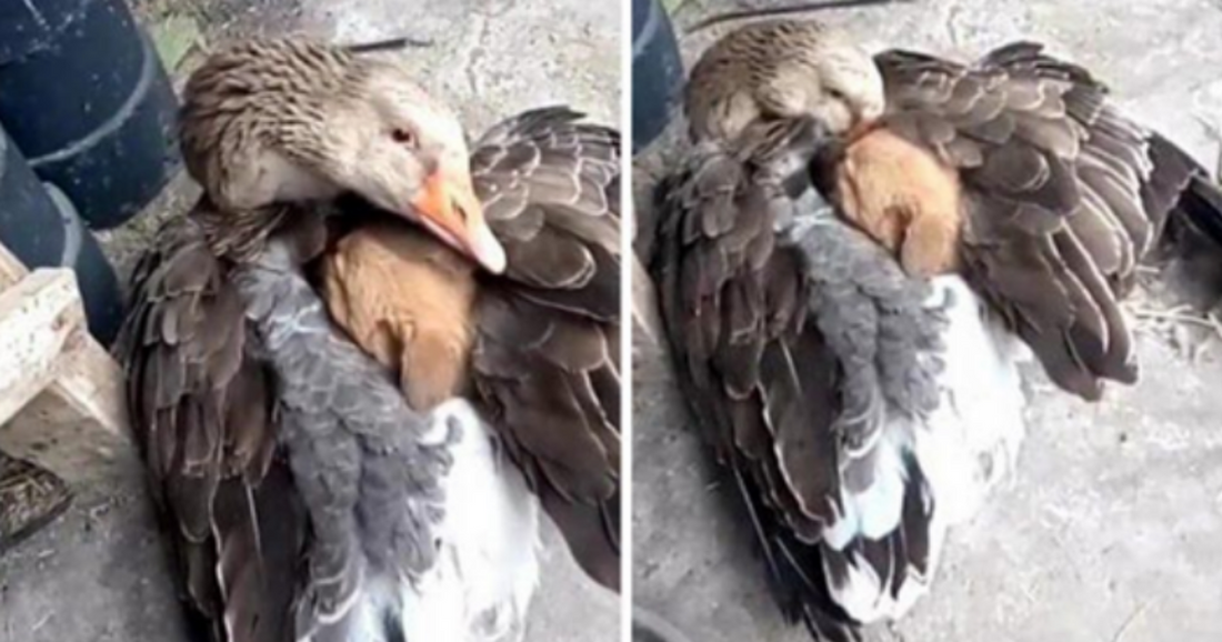 Mother Goose Uses Wings To Save Freezing Puppy