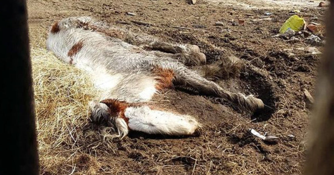 ‘Dead’ Horse Covered In Matted Fur Makes Incredible Transformation With Love And Care