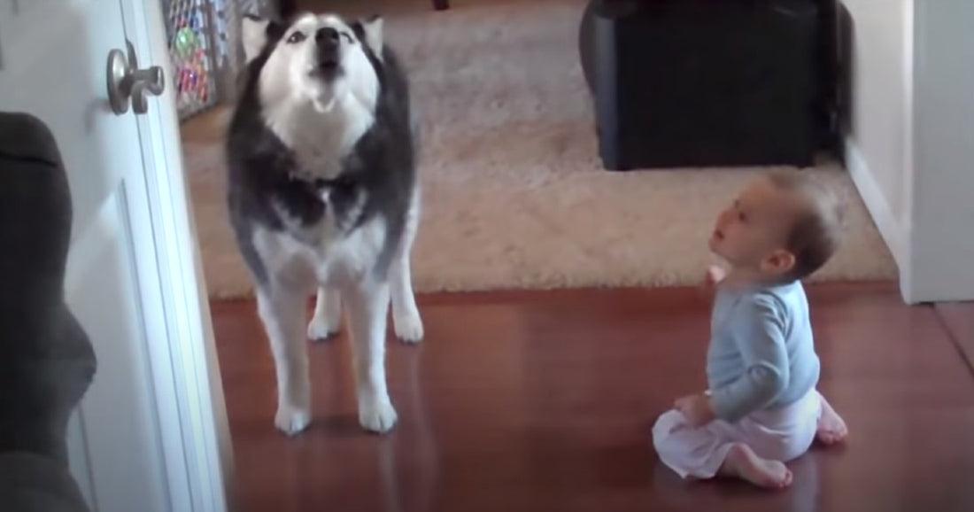 Husky Turns Heads With His Adorable Impression Of His Baby Brother