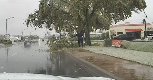 Officer Hilariously Loses Battle Against Fallen Tree Limb