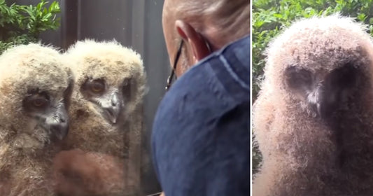 Man Shares His Apartment With Family Of Rare Giant Owls