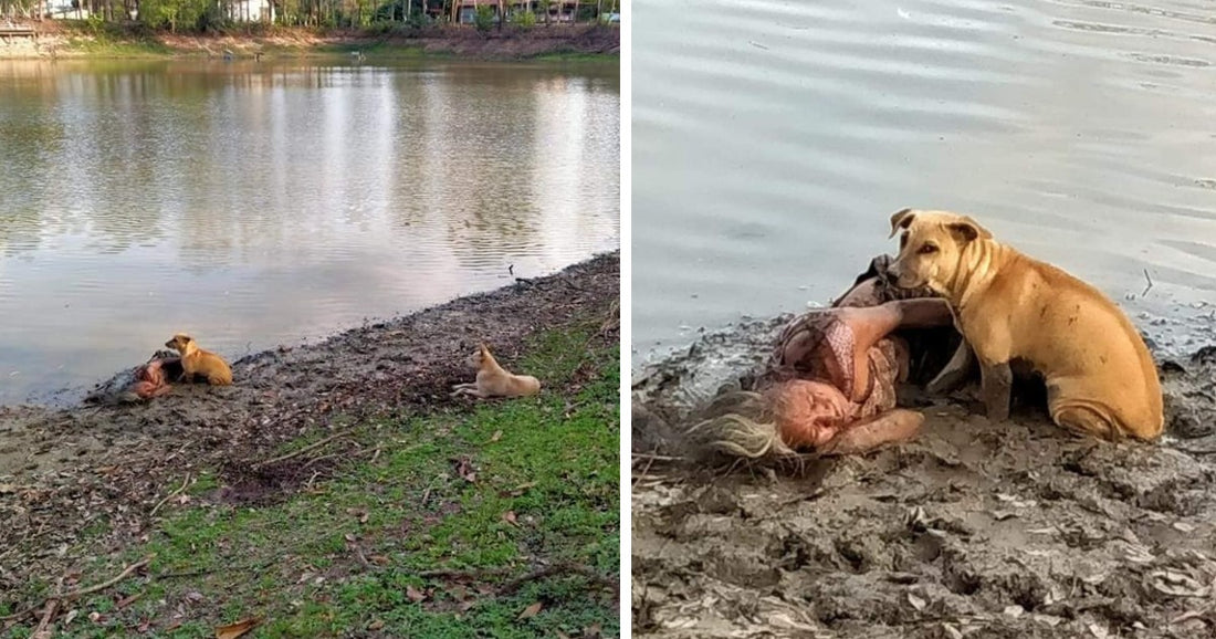 Stray Dogs Run To River And Protect Blind Elderly Woman Sleeping On The Banks