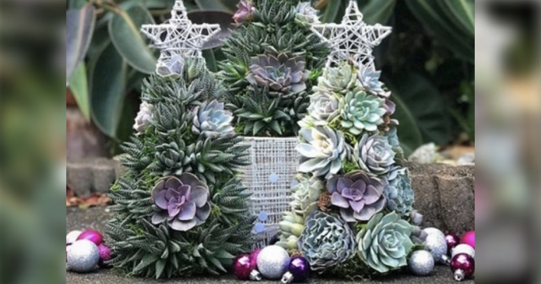 Beautiful Succulent Christmas Trees Might Be The Best Way To Put Up A Tree This Year