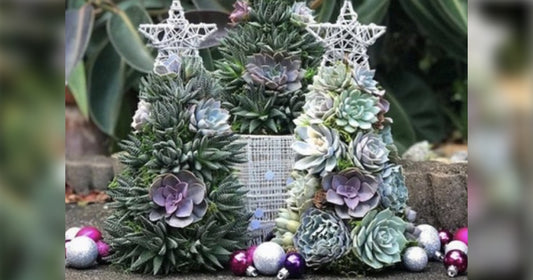 Beautiful Succulent Christmas Trees Might Be The Best Way To Put Up A Tree This Year